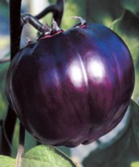 Melanzana Birgah HY sementi vegetable purple