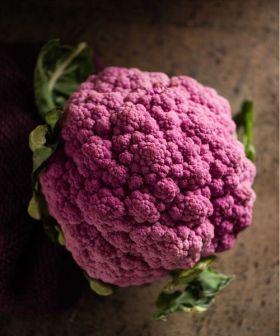 cavolfiore sicilia violetto sementi da orto rosa