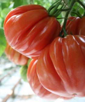 Pomodoro Cuore di Bue Albenga tomato salad seeds