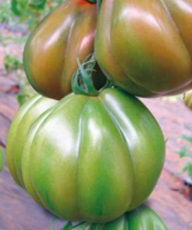 Pomodoro Profitto F1 seeds tomato