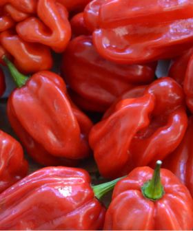peperoncino chilly hot pepper habanero red rosso