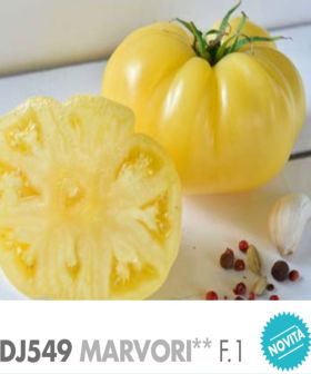 Pomodoro DJ549 Marvori F1 yellow tomato giallo
