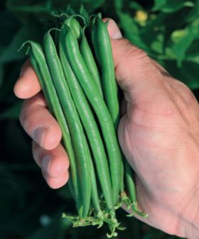 semi orto fagiolino nano verde mangiatutto