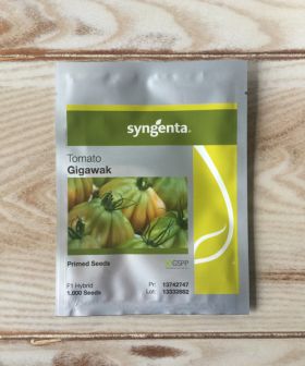 Pomodoro Syngenta - Gigawak