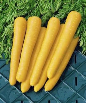 seme da orto carota gialla gold nugget f1