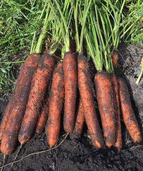 semi da orto di carota ibrida seminis carvalo f1