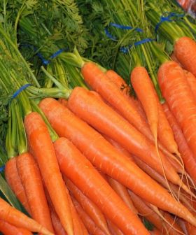 carota conica flakkee 