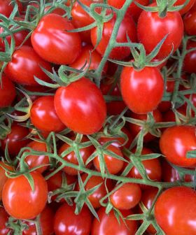 Pomodoro Cencara F1 tomato seeds