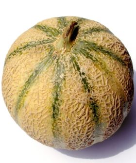Melone Retato degli ortolani semi orto