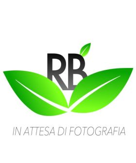 Rucola Selvatica - Seledor XT