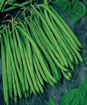 semi orto fagiolino verde nano mangiatutto
