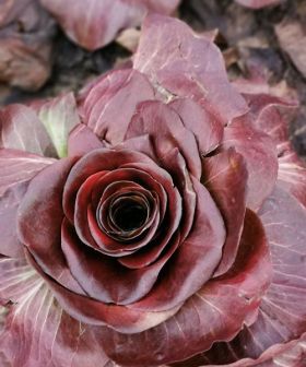 cicoria goriziana rosa giulia