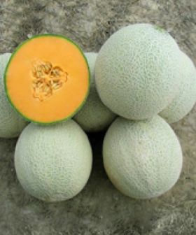 semi Melone Ganzo ibrido hy