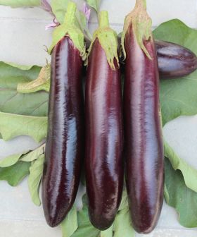Melanzana Cima Viola seeds vegetable