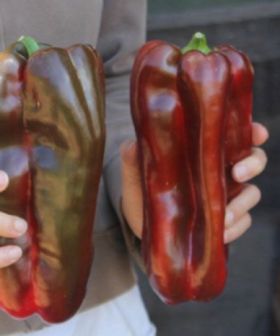 Peperone Kaiser sementi pepper