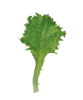 Lattuga baby leaf green gentilina
