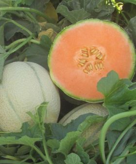 seme melone factor arancione retato a coste ibrido rb sementi