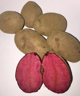 patata pasta rosa zoe da seme
