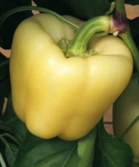 peperone spartaco bianco giallo rb sementi