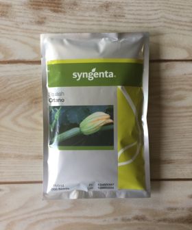 Zucchino Syngenta  - Ortano
